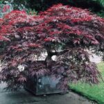 Acer palmatum 'Garnet'