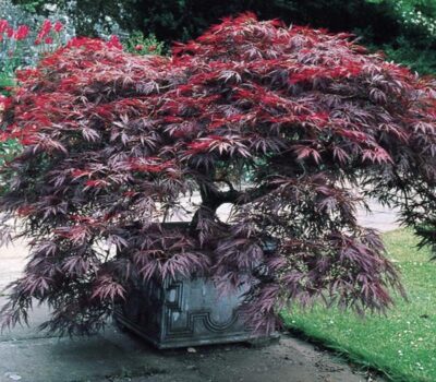 Acer palmatum 'Garnet'
