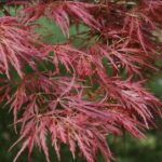 Acer palmatum 'Dissectum Atropurpureum'