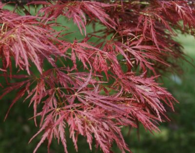 Acer palmatum 'Dissectum Atropurpureum'