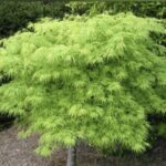Acer palmatum 'Dissectum Viridis'