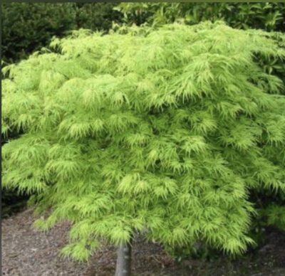 Acer palmatum 'Dissectum Viridis'