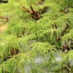 Acer palmatum 'Dissectum Emerald Lace'