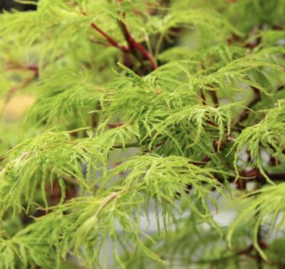 Acer palmatum 'Dissectum Emerald Lace'