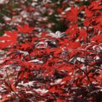 Acer palmatum 'Fireglow'