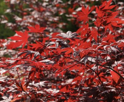 Acer palmatum 'Fireglow'