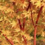 Acer palmatum 'Sango-Kaku'