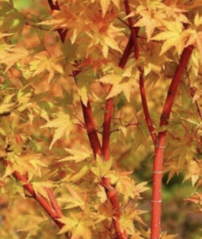 Acer palmatum 'Sango-Kaku'