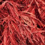 Acer palmatum ‘Crimson Queen’