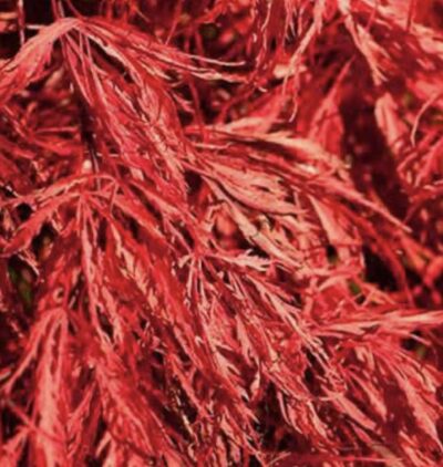 Acer palmatum ‘Crimson Queen’