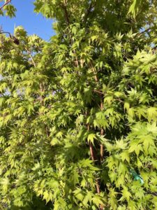 A. palmatum ‘Sango-kaku’