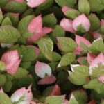 Actinidia kolomikta