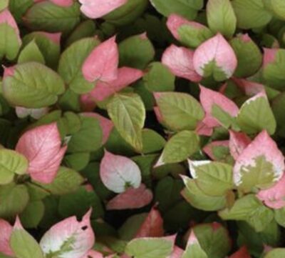 Actinidia kolomikta