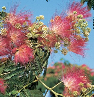 Albizia julibrissin 'Ombrella'