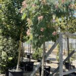 Albizia julibrissin ‘Ombrella’ - Vivai Frappetta