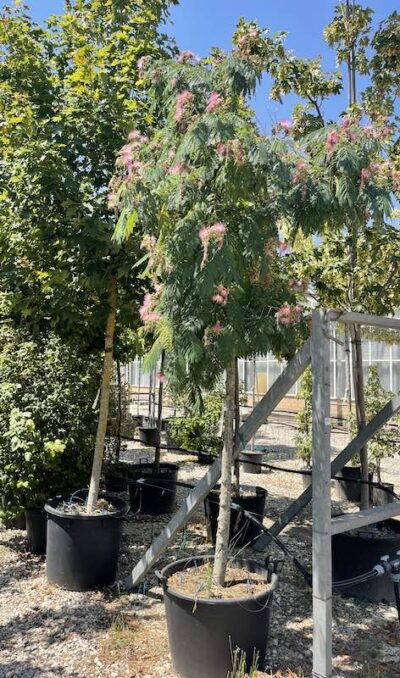 Albizia julibrissin ‘Ombrella’ - Vivai Frappetta