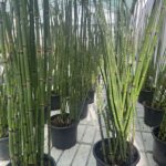 Equisetum hyemale EQUISETO INVERNALE