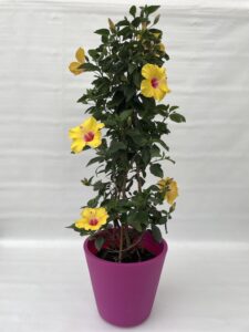 Hibiscus rosa sinensis Piramide