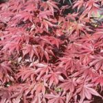 Acer palmatum 'Skeeters Broom'