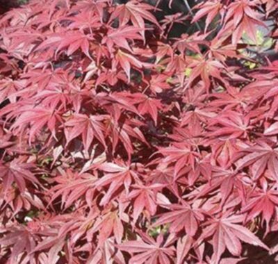 Acer palmatum 'Skeeters Broom'