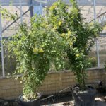 MAGGIOCIONDOLO Laburnum anagyroides CL90