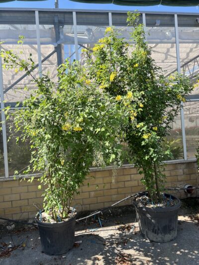 MAGGIOCIONDOLO Laburnum anagyroides CL90