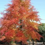 Nyssa sylvatica