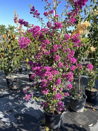 Bougainvillea sanderiana CL30