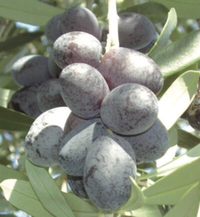Olivo Salviana