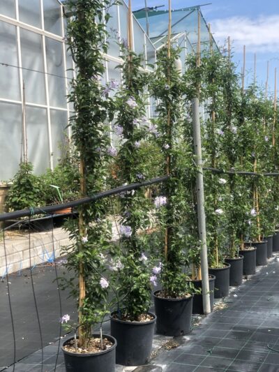 Solanum jasminoides - CL9 H210