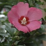 Hibiscus syriacus 'Woodbridge'