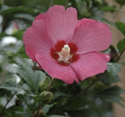 Hibiscus syriacus 'Woodbridge'