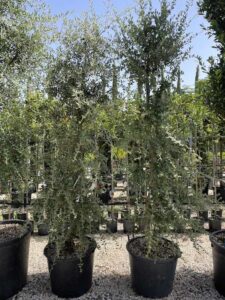 Quercus suber QUERCIA DA SUGHERO Ceppaia CL130