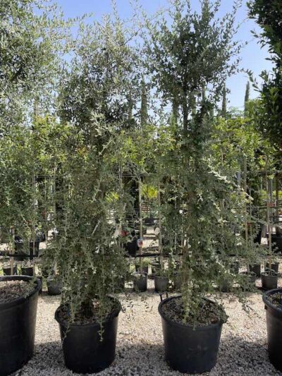 Quercus suber QUERCIA DA SUGHERO Ceppaia CL130