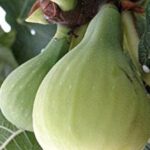 CUELLO DAMA BIANCA