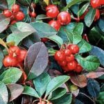 Gaultheria procumbens