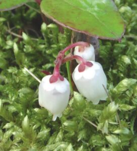 Gaultheria procumbens - fiori
