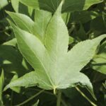 Liquidambar styraciflua 'Paarl'