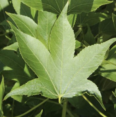 Liquidambar styraciflua 'Paarl'