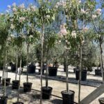 Chitalpa tashkentenis 'Pink Dawn' - Vivai Frappetta