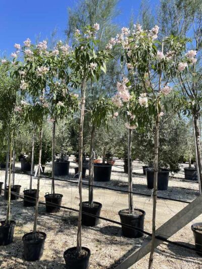 Chitalpa tashkentenis 'Pink Dawn' - Vivai Frappetta