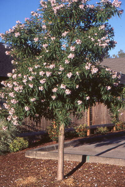 Chitalpa tashkentenis 'Pink Dawn'
