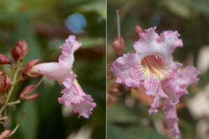 Fiori di Chitalpa tashkentensis
