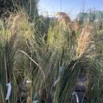 Cortaderia selloana ERBA DELLA PAMPA - Vivai Frappetta