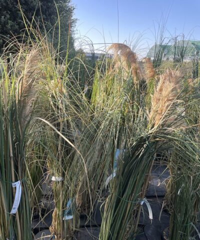 Cortaderia selloana ERBA DELLA PAMPA - Vivai Frappetta