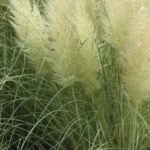 Cortaderia selloana 'Golden Goblin'