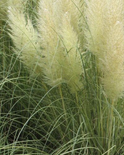 Cortaderia selloana 'Golden Goblin'