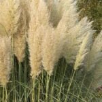 Cortaderia selloana 'Pumila'