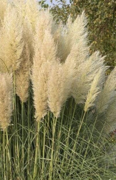 Cortaderia selloana 'Pumila'