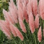 Cortaderia selloana 'Rosea'